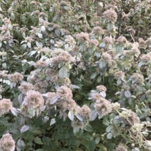 A bush with dense clusters of pale pink flowers in bloom.